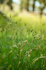 Grass