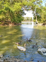 White swans float in close to the visitors and allow them to enjoy their natural beauty.