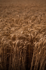 Field of wheat