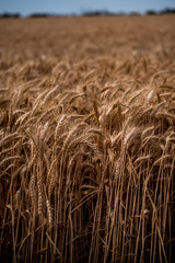Field of wheat