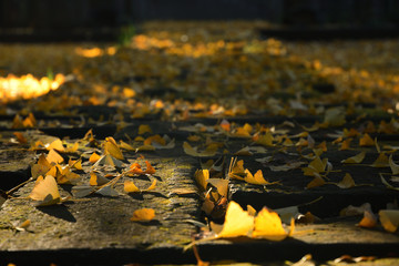 紅葉