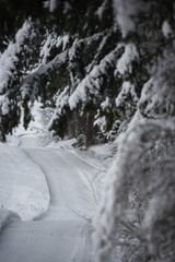 snow covered road in forest