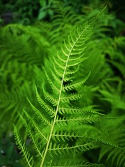leaf of fern