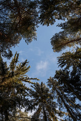 tree and blue sky