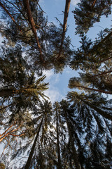 Obraz premium tree and blue sky