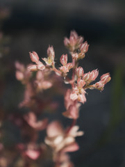flowers of tree in spring