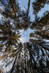 Obraz premium tree and blue sky