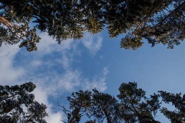 tree and blue sky