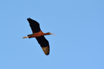 Glossy Ibis - Plegadis falcinellus, Crete