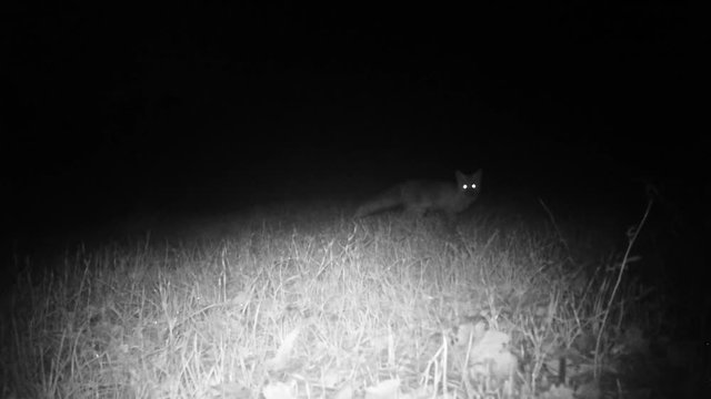 Red Fox (Vulpes Vulpes) in a Grass Meadow Looking at the Camera in the Night. Nature Animals FullHD Video.