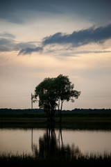 lonely tree in front of a lake at sunset in summer