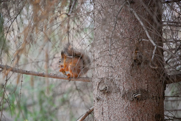 gorgeous red squirrel eats on a tree branch on a coniferous tree branch