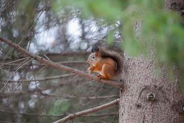 gorgeous red squirrel eats on a tree branch on a coniferous tree branch