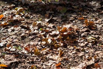 落ち葉のグラフィック素材