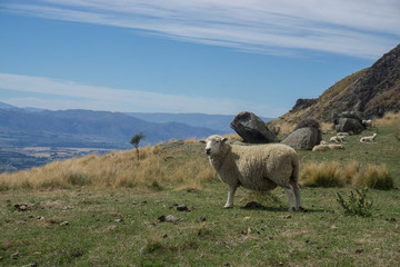 Ship enjoying a mountain view