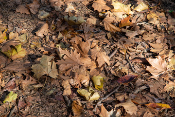 落ち葉のグラフィック素材