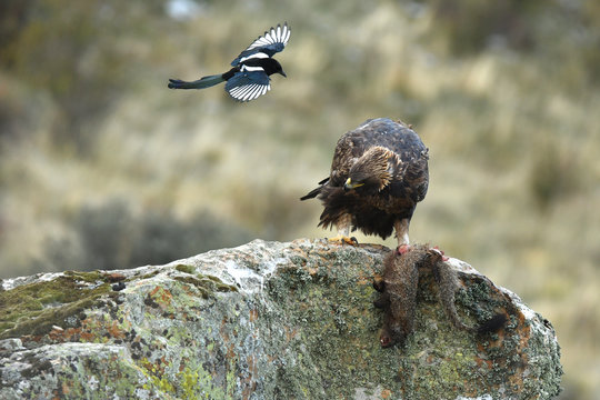 aguila real
