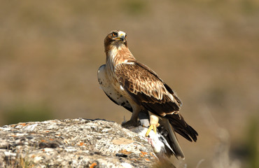 aguila calzada