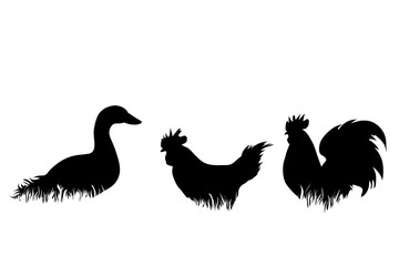 Vector silhouette of poultry in the grass on white background. Symbol of animal, duck, hen, cock, bird, farm, nature, pasture.