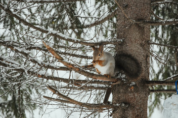  luxurious gray squirrel eats on a tree branch against the backdrop of a snowy forest in winter