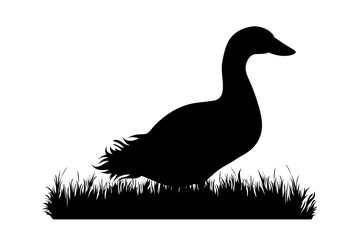 Vector silhouette of goose in the grass on white background. Symbol of animal, farm, poultry, nature, pasture.