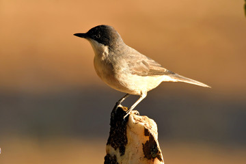 curruca mirlona