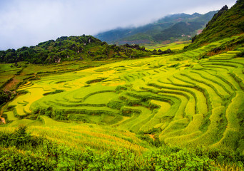 Fototapeta na wymiar Panoramic view of green rice paddy fields in the mountains of Sapa, northern Vietnam