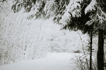 quiet empty coniferous forest park on a frosty cloudy afternoon, trees in white hoarfrost