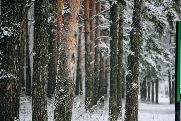 Fototapeta premium quiet empty coniferous forest park on a frosty cloudy afternoon, trees in white hoarfrost