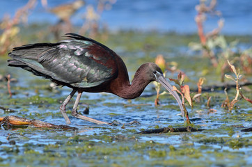 Glossy Ibis - Plegadis falcinellus, Crete