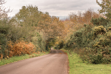 Droga otoczona jesiennymi drzewami