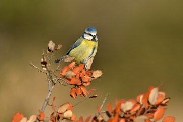 herrerillo