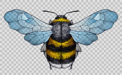 Honey bee tattoo.Illustration on transparent