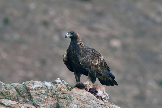 aguila real