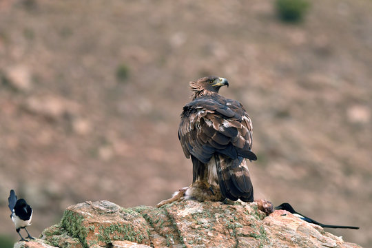 aguila real