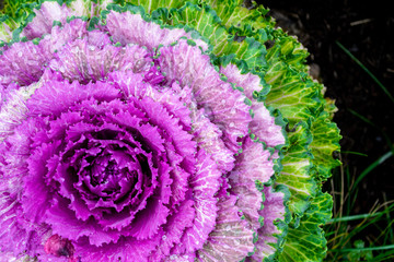 Acephala or brassica oleracea decorative. Macro photo of blooming purple decorative cabbage. Close-up, top view.