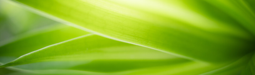 Nature of green leaf in garden at summer. Natural green leaves plants using as spring background cover page greenery environment ecology wallpaper