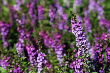 purple Angelonia flower in garden with daylight background