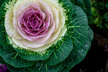 Acephala or brassica oleracea decorative. Macro photo of blooming purple decorative cabbage. Close-up, top view.