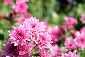 pink Chrysanthemum Florist flower in garden with daylight 