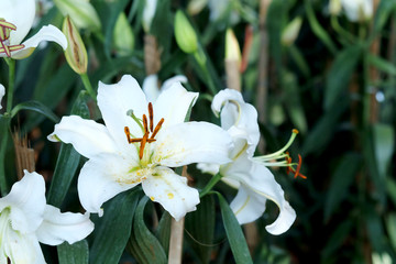 white lily flower in outdoor farm  garden background