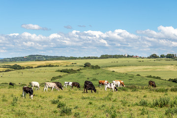 Fototapeta premium Vaches dans une pâture près d'Equihen - Paysage du bocage boulonnais