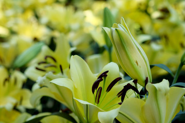 yellow lily flower in garden with daylight 