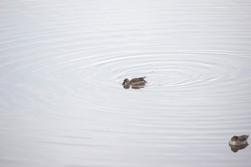 水鳥公園の水鳥（餌とり）　 waterfowl
