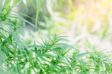 A large green blooming marijuana plant. cannabis sativa leaves,