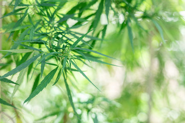 Naklejka premium A large green blooming marijuana plant. cannabis sativa leaves,