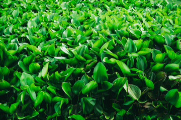 Water Hyacinth cover a pond or swamp.