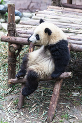 Fototapeta na wymiar A sitting Panda, funny and cute