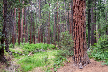 Obraz premium Forest in Yosemite National Park California USA