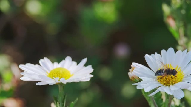 Gadfly harvesting pollen from  Camille flower. Macro shot. ProRes 10 Bit mov.